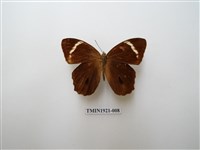 藏品(台灣黛眼蝶)的圖片